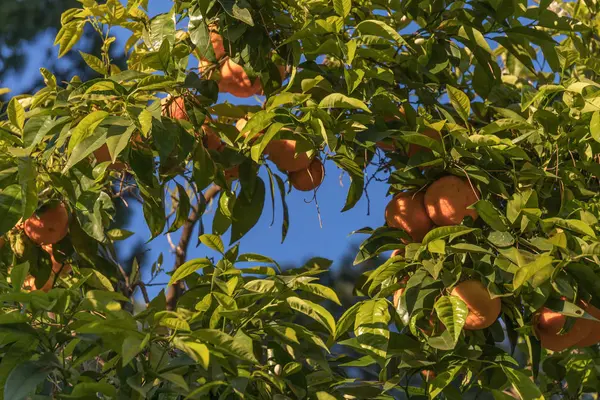 Portakal ağacı yeşil çerçeve üzerinde