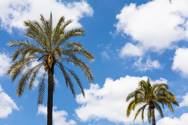 Gökyüzü üzerinde palmiye ağaçları
