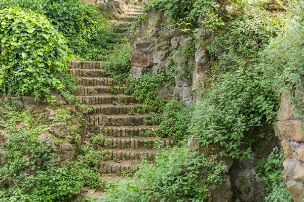 Eski tuğla merdivenlerde yeşil bitkiler