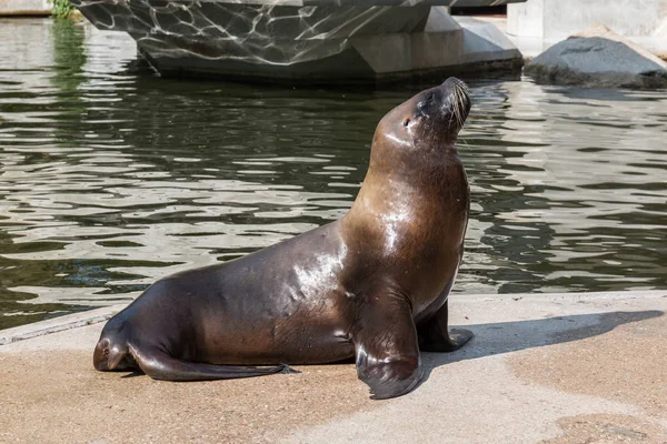 lobos marinos tomando el soldeniz aslanı güneşin tadını çıkarma