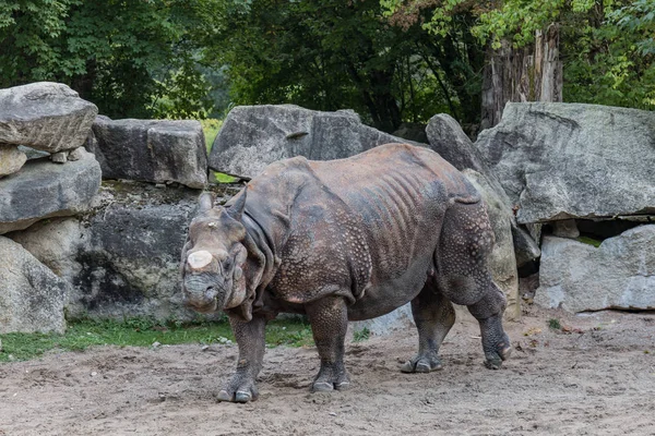Münih, Almanya - yaklaşık Ağustos 2017 - gergedan bir kesik ile 