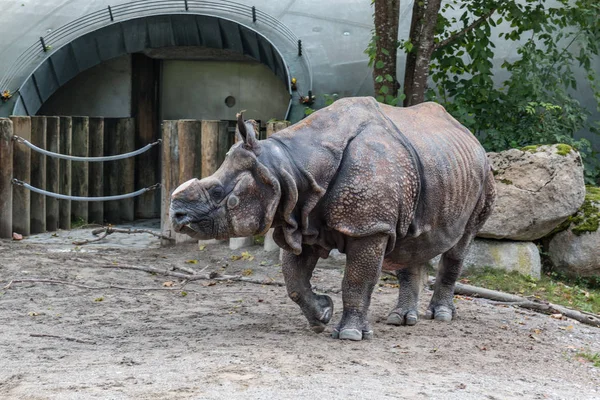 Münih, Almanya - yaklaşık Ağustos 2017 - gergedan bir kesik ile 