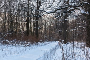 Orman, ağaç dalları karla kaplı kış yolda
