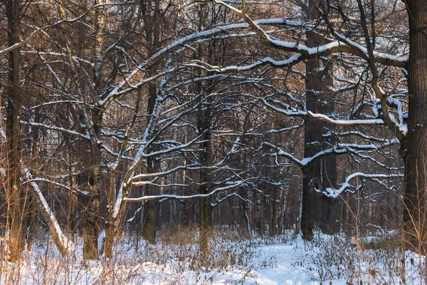 Büyük ağaç dalları snowfal sonra karla kaplı ormanda