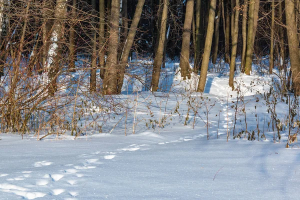 Ormandaki karda ayak Zinciri