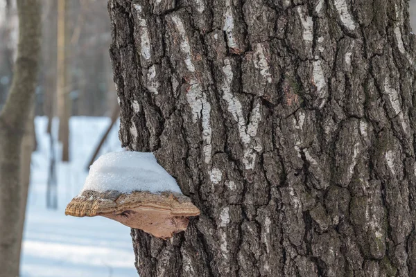 Tree fungus covered with snow