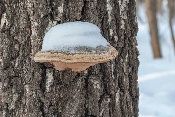 Boom schimmel bedekt met sneeuw. Close-up. — Stockfoto