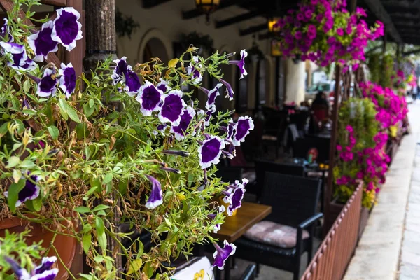 Arka plan olarak kafe önünde tencere mor çiçekler closeup görünümü