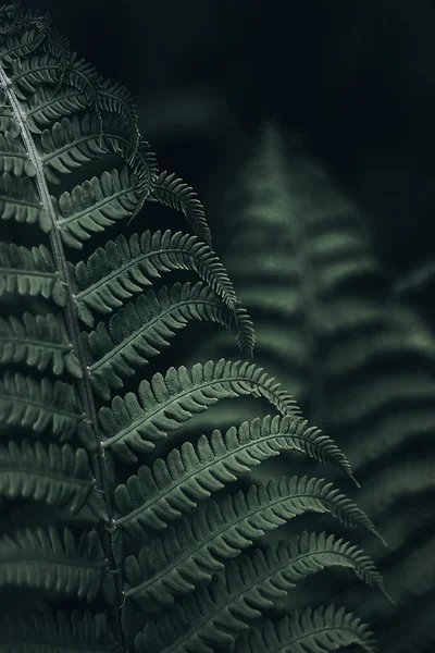 Листья зеленого папоротника Лицензионные Стоковые Фото