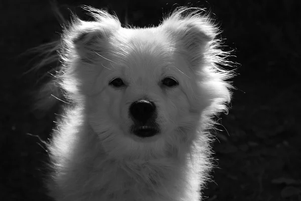 Mały biały puszysty pies — Zdjęcie stockowe