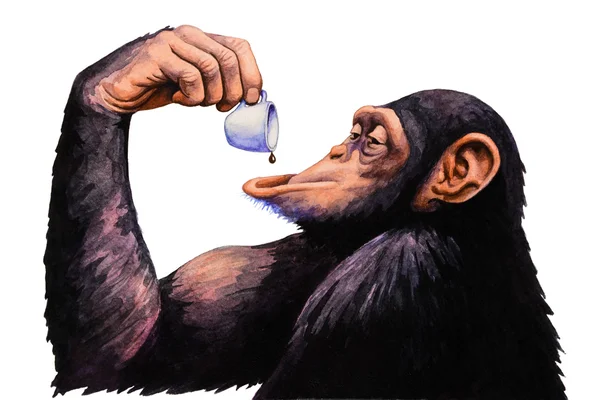 猴子喝一杯咖啡. — 图库照片
