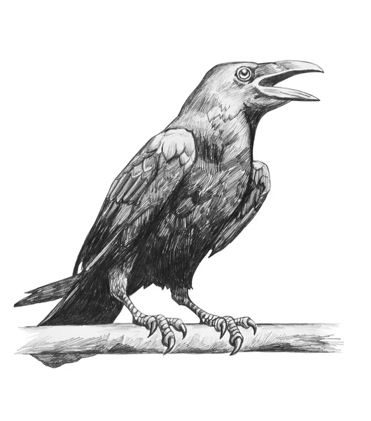铅笔素描的乌鸦 — 图库照片