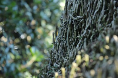 Ağaç çalıştıran üzüm