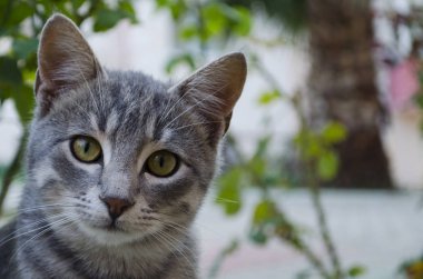 Kameraya bakarak sevimli kedi