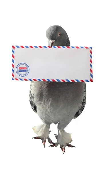 Dove Carrying Air Mail Envelope White Background — Stock Photo, Image