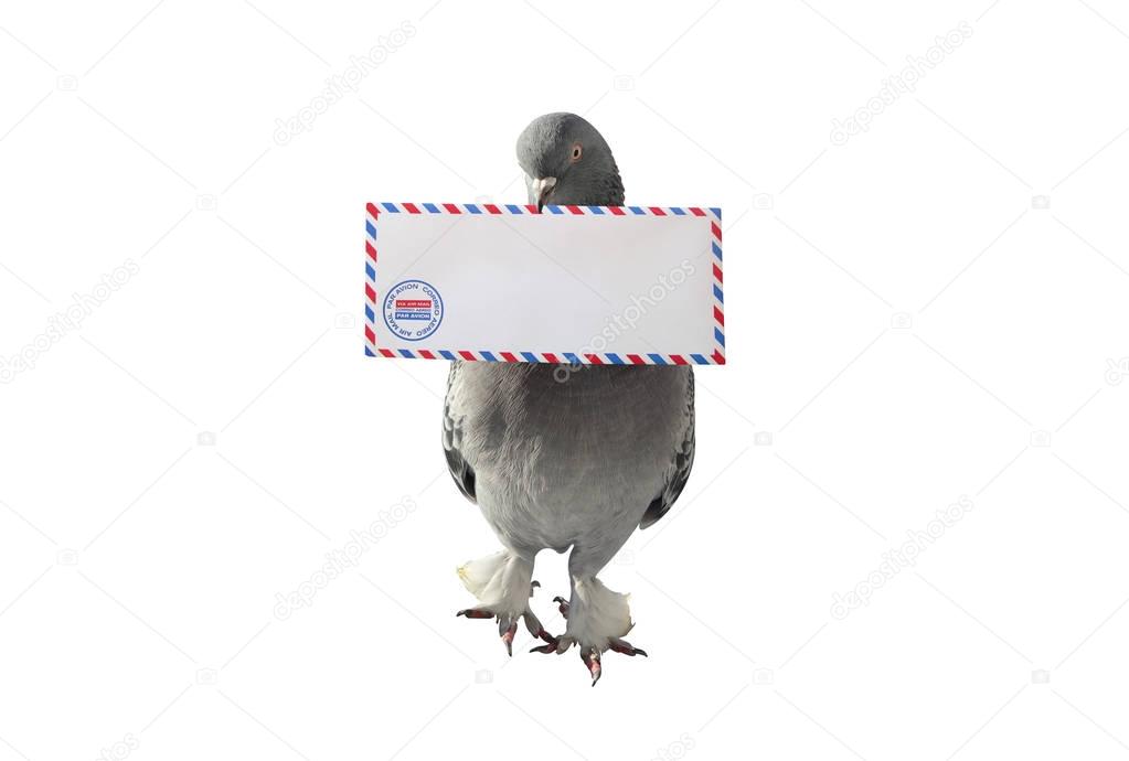 Pigeon Carrying Air Mail Envelope White Background