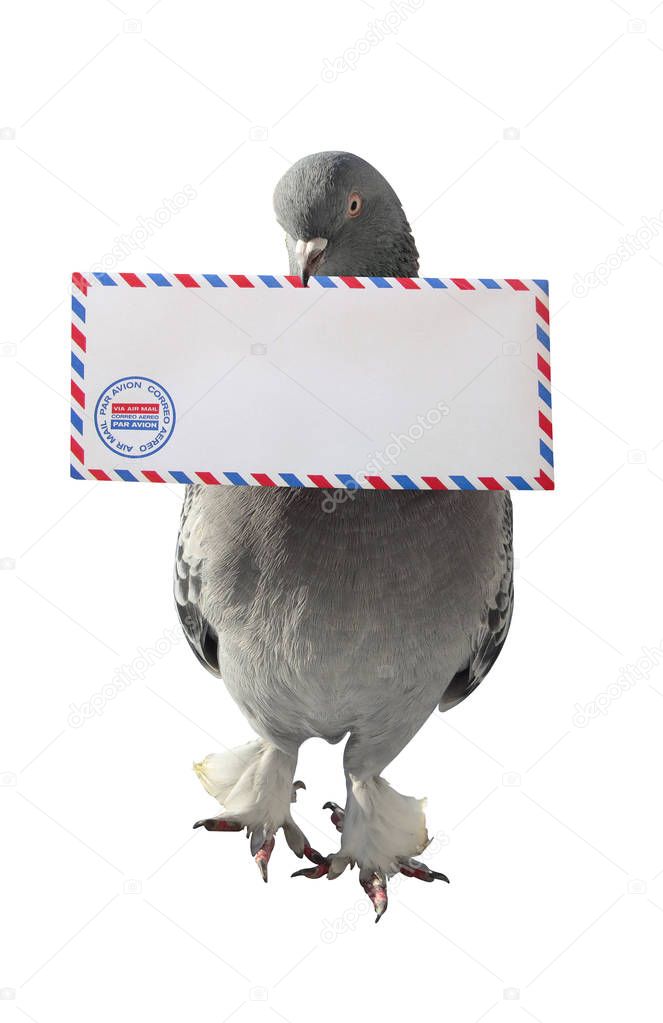 Dove Carrying Air Mail Envelope White Background