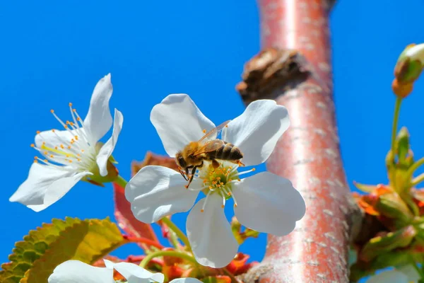 Arı bal kiraz çiçeği toplar..