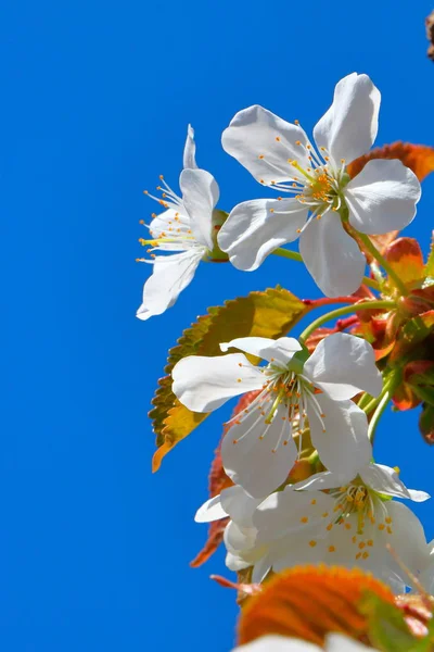 Bahar içinde bir çiçek açan kiraz meyve bahçesi.