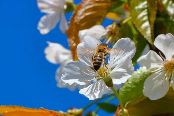 Arı bal kiraz çiçeği toplar..