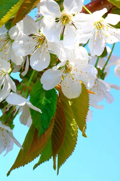 Bahar içinde bir çiçek açan kiraz meyve bahçesi.