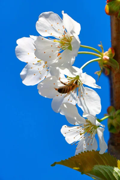 Arı bal kiraz çiçeği toplar..
