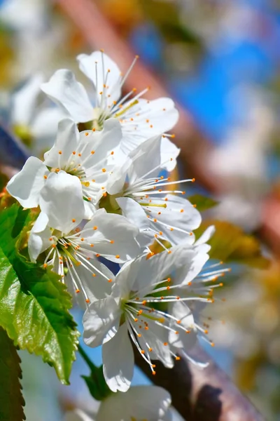 Bahar içinde bir çiçek açan kiraz meyve bahçesi.