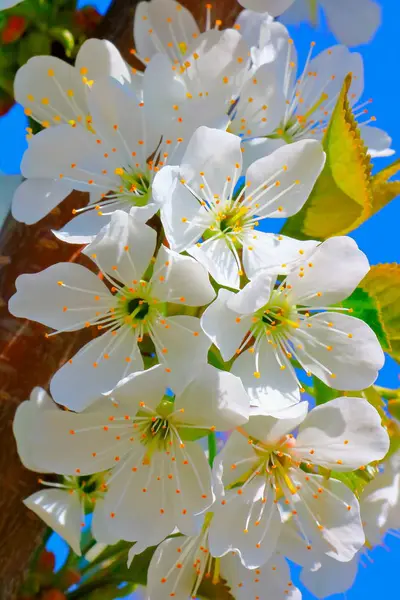 Bahar içinde bir çiçek açan kiraz meyve bahçesi.
