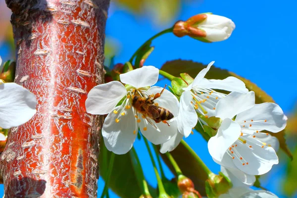 Arı bal kiraz çiçeği toplar..