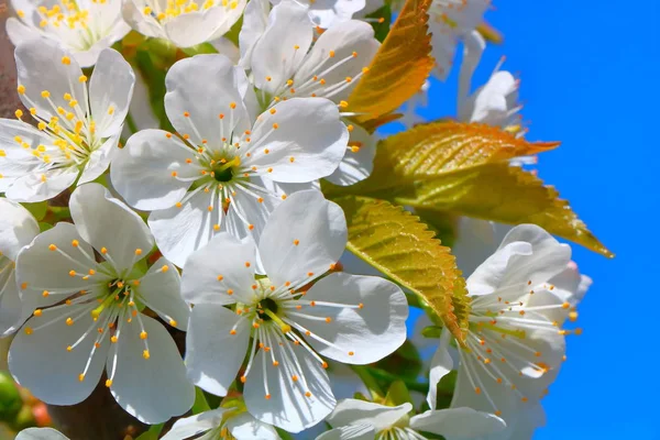 Bahar içinde bir çiçek açan kiraz meyve bahçesi.