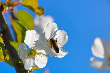 Arı bal kiraz çiçeği toplar..