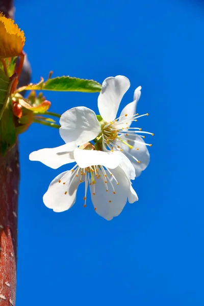 Bahar içinde bir çiçek açan kiraz meyve bahçesi.