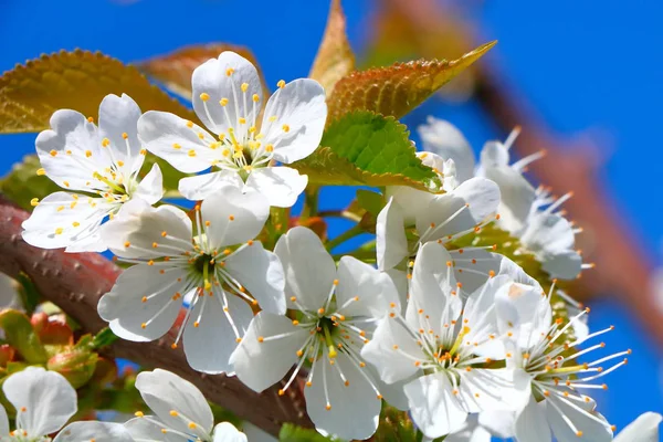 Bahar içinde bir çiçek açan kiraz meyve bahçesi.