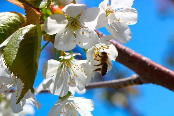 Arı bal kiraz çiçeği toplar..