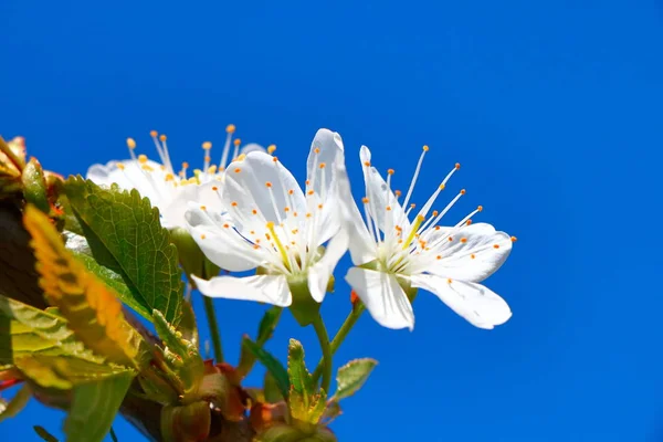 Bahar içinde bir çiçek açan kiraz meyve bahçesi.
