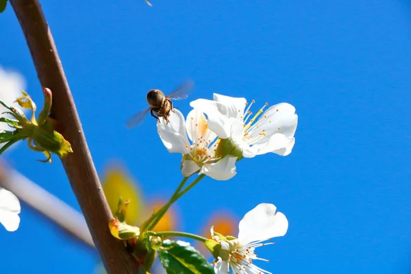 Arı bal kiraz çiçeği toplar..