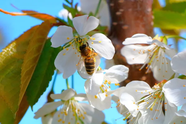 Arı bal kiraz çiçeği toplar..