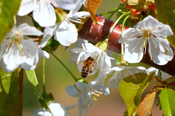 Arı bal kiraz çiçeği toplar..
