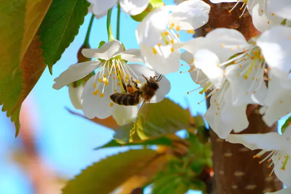Arı bal kiraz çiçeği toplar..