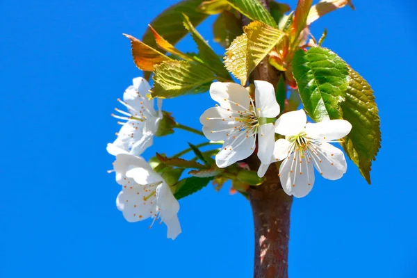 Bahar içinde bir çiçek açan kiraz meyve bahçesi.