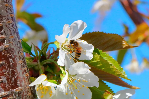 Arı bal kiraz çiçeği toplar..