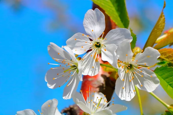 Bahar içinde bir çiçek açan kiraz meyve bahçesi.