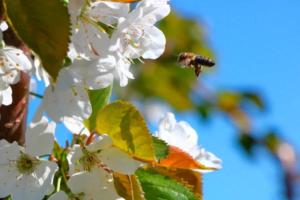 Arı bal kiraz çiçeği toplar..