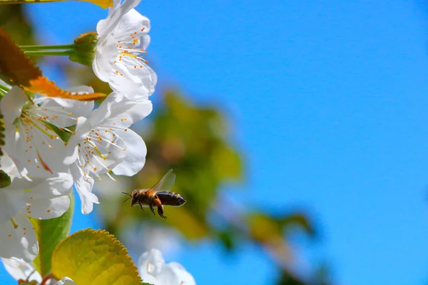 Arı bal kiraz çiçeği toplar..