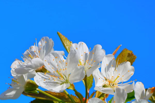 Bahar içinde bir çiçek açan kiraz meyve bahçesi.