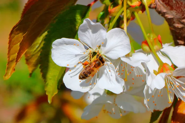 Arı bal kiraz çiçeği toplar..