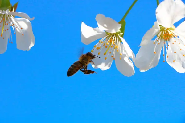 Η μέλισσα συλλέγει το μέλι για το κεράσι ανθίσει. — Φωτογραφία Αρχείου