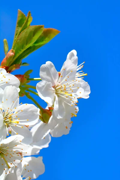 Bahar içinde bir çiçek açan kiraz meyve bahçesi.