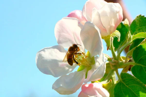Arı bal çiçek açması elma ağacı bahçede toplar.