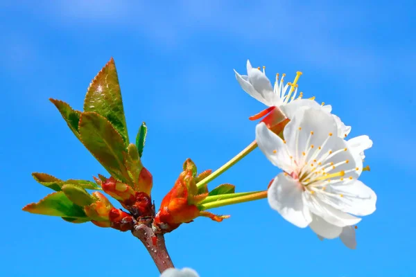 Bahar içinde bir çiçek açan kiraz meyve bahçesi.